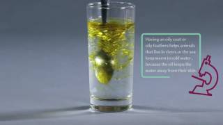 Pop Up Science Oil and Water [upl. by Wattenberg]