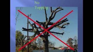 How to Prune Deciduous Trees [upl. by Harrell]