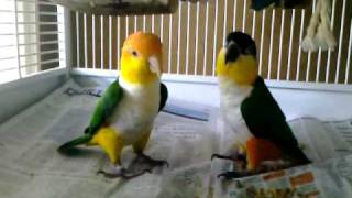 Caique parrots playing [upl. by Nessah]