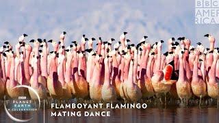 Flamboyant Flamingo Mating Dance 🦩 Planet Earth A Celebration  BBC America [upl. by Adni]