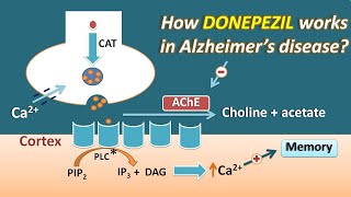 How Donepezil works in Alzheimers disease  Mechanism and side effects [upl. by Drucy413]