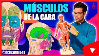 MÚSCULOS DE LA CARA ‼️ Anatomía [upl. by Kciregor444]