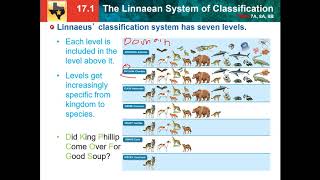 171 Linnaean system of classification [upl. by Ahsoyek]