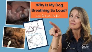 Noisy Snoring amp Breathing Brachycephalic Obstructive Airway Syndrome In Dogs [upl. by Nesyla]