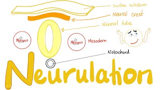 Embryology of Nervous System  Neurulation  Neural Tube amp Neural Crest  Embryonic Disc Folding [upl. by Lybis]