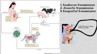 Toxoplasma gondii [upl. by Norrag]