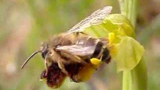 Andrena flavipes  Ophrys bilunulata [upl. by Bobbye]