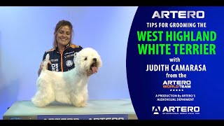 Grooming the Westie West Highland White Terrier Handstripping by Judith Camarasa [upl. by Assiral417]