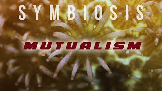 Symbiosis Mutualism [upl. by Tingley]