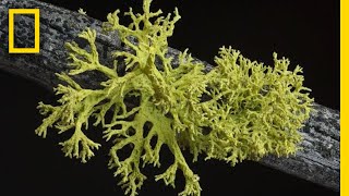 Whats in a Lichen How Scientists Got It Wrong for 150 Years  Short Film Showcase [upl. by Eet]