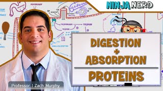 Gastrointestinal  Digestion amp Absorption of Proteins [upl. by Treborsemaj519]