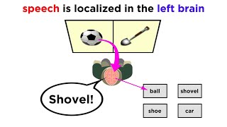 Brain Lateralization The Split Brain [upl. by Ellennej]