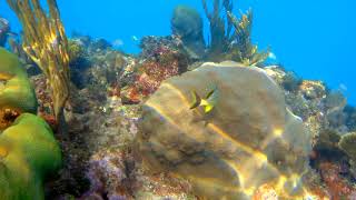 Snorkeling Jibacoa Cuba [upl. by Novahc]