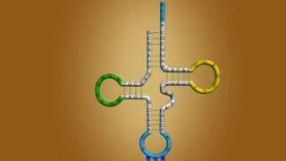 tRNa general function [upl. by Bottali]