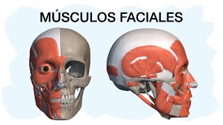 MÚSCULOS FACIALES ✅ Anatomía fácil de entender [upl. by Ailene816]