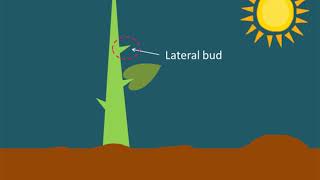 Auxin Control of Apical Dominance [upl. by Eceertal891]