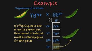 TwoGene Test Cross Explained [upl. by Xam]