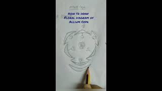 How to draw floral diagram of Allium Cepa [upl. by Reffinnej]