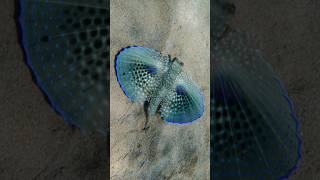 Flying Gurnard Dactylopterus volitans [upl. by Gnihc8]