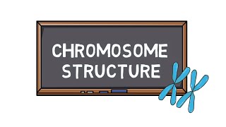 Chromosome Structure amp Types  How many Chromosomes does Humans have  POCKET BIO [upl. by Enairb]