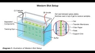 Western blot [upl. by Calypso]