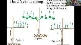 Early Training of Vines [upl. by Cahan]