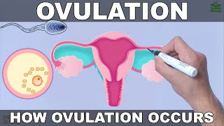 Ovulation [upl. by Cy]