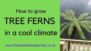 Growing tree ferns  everything you need to know [upl. by Nonnairb]