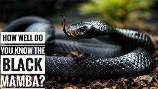 Black mamba  Description Characteristics and Facts [upl. by Theis688]