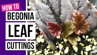 How to propagate Begonias from leaf cuttings  Begonia care tips [upl. by Ilesara]