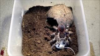 Tarantula Acanthoscurria geniculata vs Mouse [upl. by Akcired580]