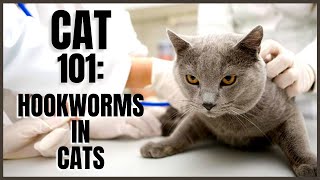 Cat 101 Hookworms in Cats [upl. by Anema855]