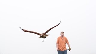 An Introduction to Falconry [upl. by Tterrab715]