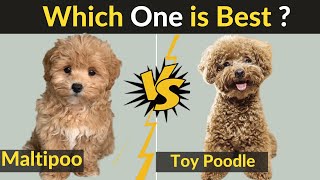 Maltipoo vs Toy Poodle  Comparison Between Two Dog Breeds [upl. by Nilrac190]