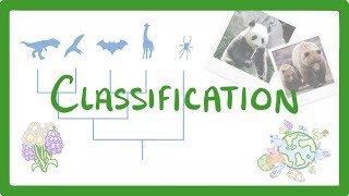 GCSE Biology  Classification 80 [upl. by Eey]