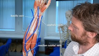 Veins of the upper limb [upl. by Benenson]