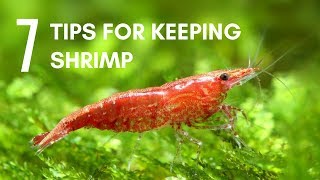 7 Tips for Keeping Shrimp in an Aquarium [upl. by Burack]