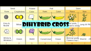 Dihybrid cross [upl. by Smail]