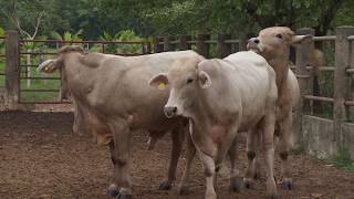 Inseminación artificial en bovinos  La Finca de Hoy [upl. by Cralg]