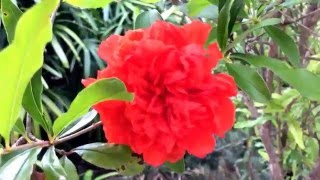 Punica granatum  Flowering pomegranate [upl. by Notnilk622]