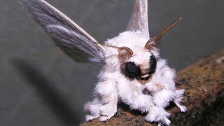 Venezuelan Poodle Moth  Animal of the Week [upl. by Nylakcaj]