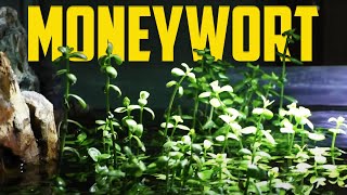 How to Care for Moneywort Bacopa monnieri [upl. by Gauldin]