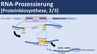 RNA Prozessierung Proteinbiosynthese 23  Biologie Genetik Oberstufe [upl. by Isborne]