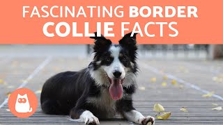 10 Fascinating Facts About the Border Collie [upl. by Belia]