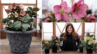 Hellebore Care Guide  Garden Answer [upl. by Donovan]