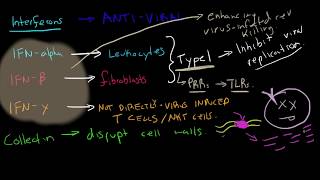 Immunology  Interferons [upl. by Clarisse849]