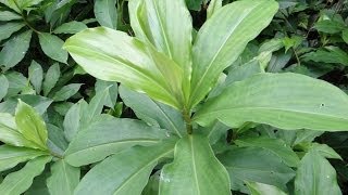 Insulin Plant  Medicinal plant for diabetes treatment [upl. by Sairu818]