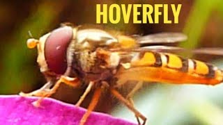 Hoverfly [upl. by Lamson861]