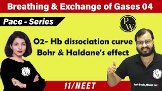 Breathing amp Exchange of Gas  04  O2 Hemoglobin Dissociation Curve Bohr amp Haldanes Effect11NEET [upl. by Anola]