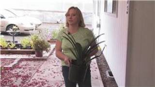 Gardening Tips  How to Plant Clivia [upl. by Enelkcaj]